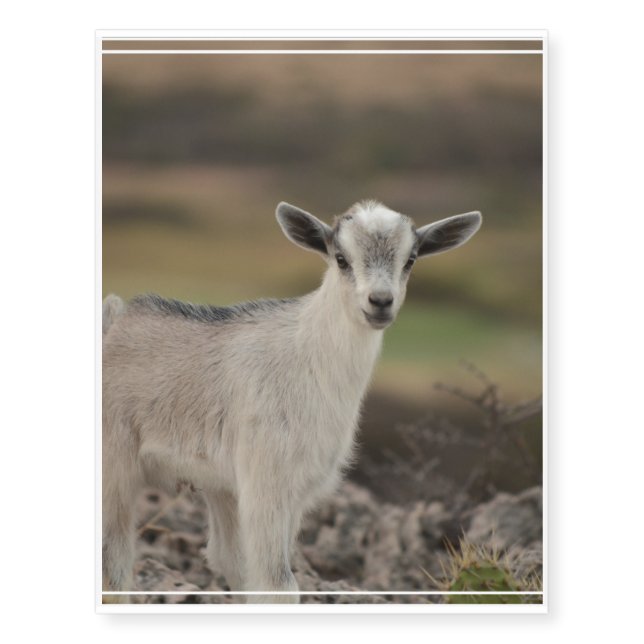 Adorable Kid Goat Temporary Tattoos (Front)