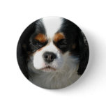 Adorable King Charles Spaniel Button