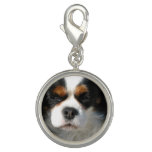 Adorable King Charles Spaniel Charm