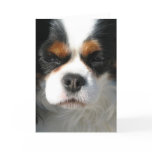 Adorable King Charles Spaniel Greeting Cards
