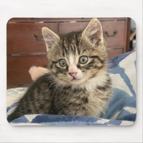 Adorable Kitten Photo or Upload your Own Mouse Pad