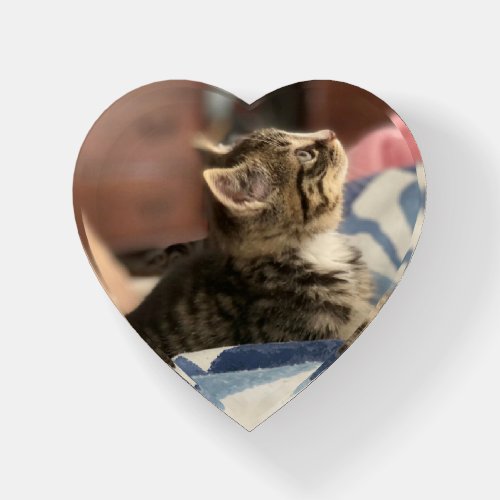 Adorable Kitten Photo or Upload your Own Pic Paperweight