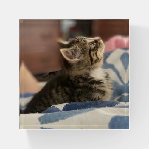 Adorable Kitten Photo or Upload your Own Pic   Paperweight