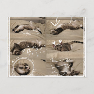 Adorable Kitten Postcard