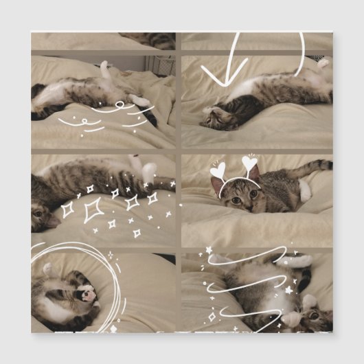 Adorable Kitten Postcard (Front)