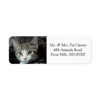 Adorable Kitten Return Address Labels Stickers