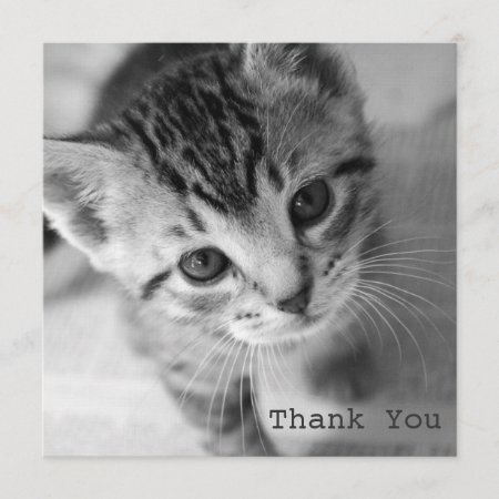 Adorable Kitten Square Flat Thank You Cards