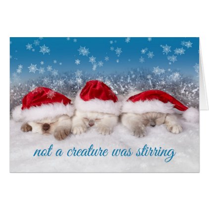 Adorable Kittens in Santa Hats Sleeping Card