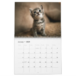 Adorable Kittens Photo Wall Calendar | Zazzle