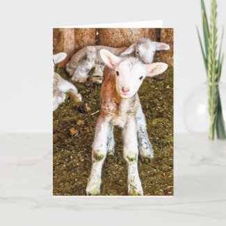 Adorable Lamb Folded Greeting Card