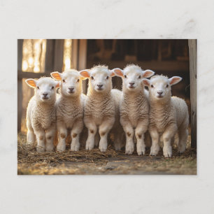Adorable Lambs in a Row Rustic Postcard