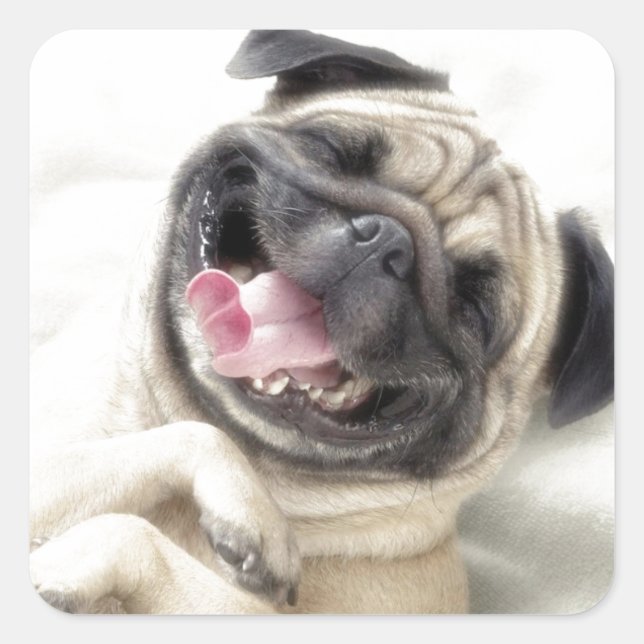 Adorable Laughing Pug design Square Sticker (Front)