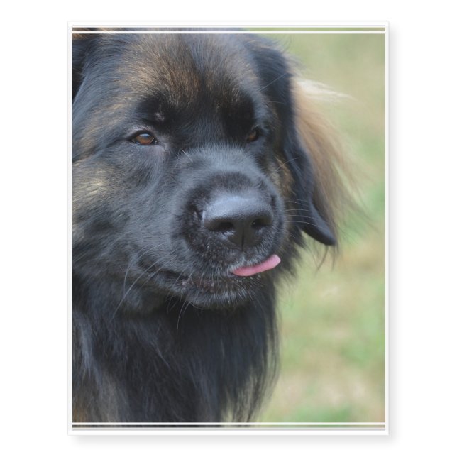 Adorable Leonberger Temporary Tattoos (Front)