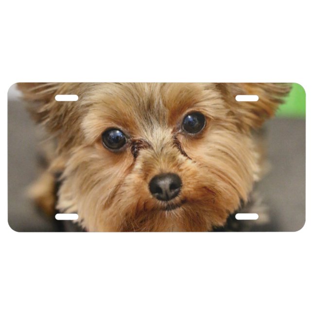 Adorable License Plate (Front)