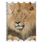 Adorable Lion Notebook