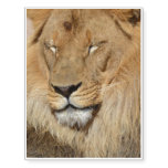 Adorable Lion Temporary Tattoos