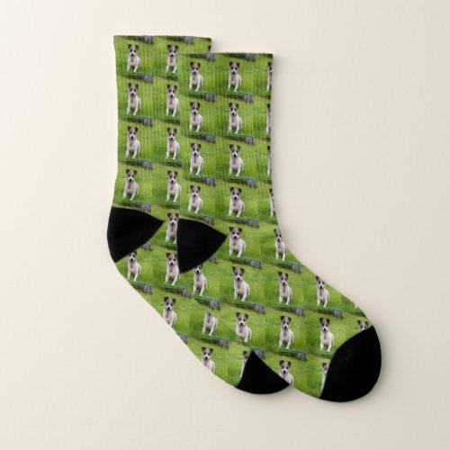 Adorable Little Brown And White Fox Terrier Socks