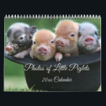 Adorable Little Piglets in a Black Hat Calendar<br><div class="desc">I hope you enjoy this great Calendar with these Adorable Little Piglets in a Black Hat on it. Enjoy!
https://www.zazzle.com/store/artzdizigns</div>