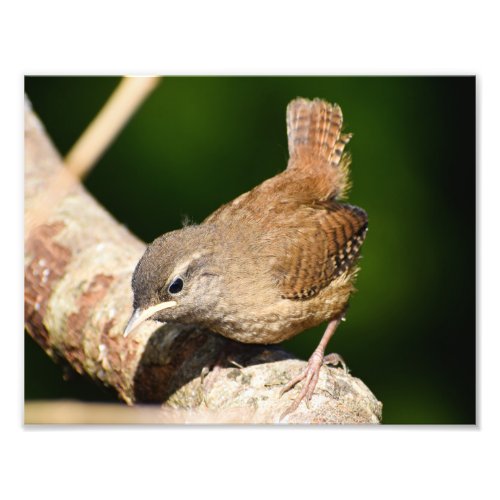 Adorable Little Wren  Photo Print