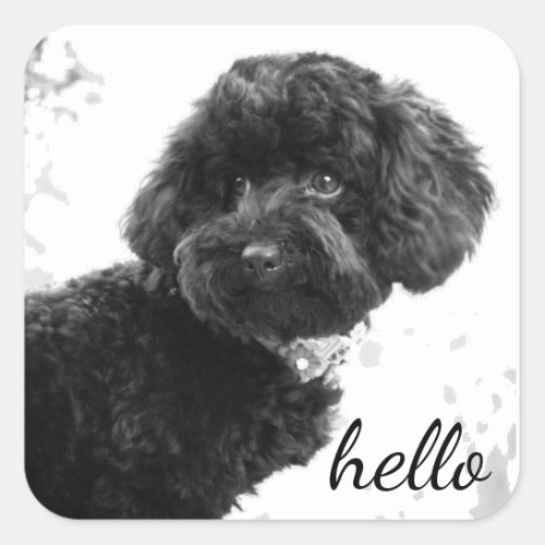 Adorable Loving FriendBlack Poodle Puppy Hello Square Sticker