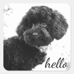 Adorable Loving Friend/Black Poodle Puppy Hello Square Sticker