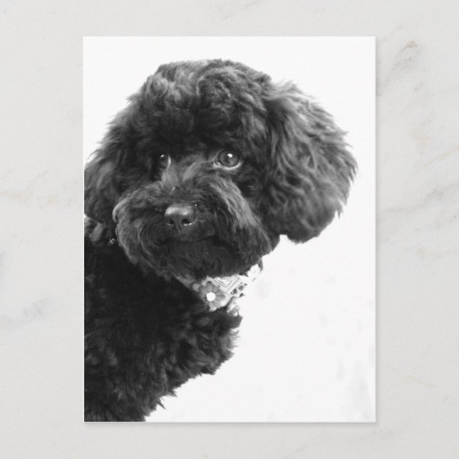 Adorable Loving Friend Postcard (Front)