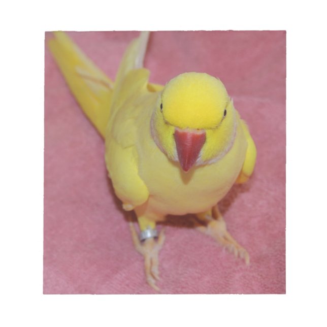 Adorable Lutino Indian Ringneck Parakeet on Pink Notepad (Front)