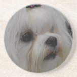 Adorable Maltese Coaster