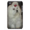 Adorable Maltese Dog