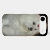 Adorable Maltese Dog iPod Touch Case (Back (Horizontal))