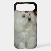 Adorable Maltese Dog iPod Touch Case (Back)