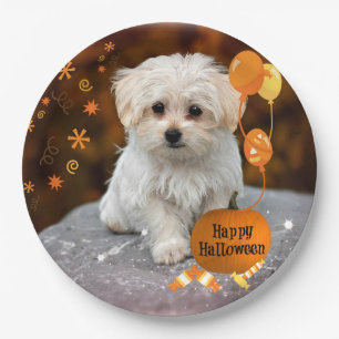 Adorable maltese puppy celebrates Halloween Paper Plates