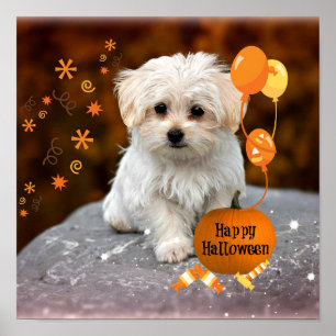 Adorable Maltese Puppy Celebrates Halloween Poster