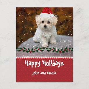 Adorable Maltese Puppy Template Holiday Card