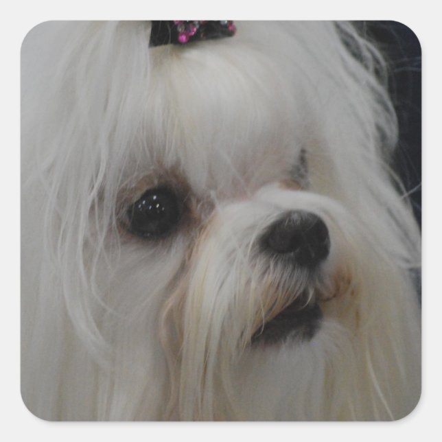 Adorable Maltese Square Sticker (Front)