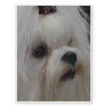 Adorable Maltese Temporary Tattoos