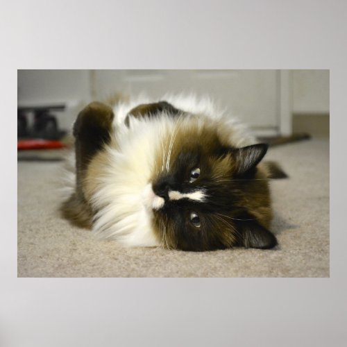 Adorable Manx Ragdoll Cat Poster