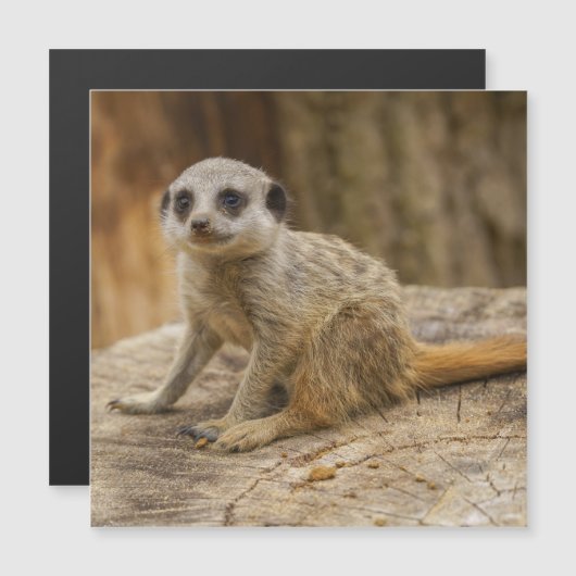 Adorable Meerkat Baby (Front/Back)