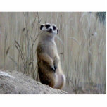 Adorable meerkat photo sculpture
