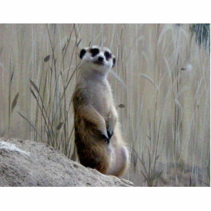 Adorable meerkat photo sculpture