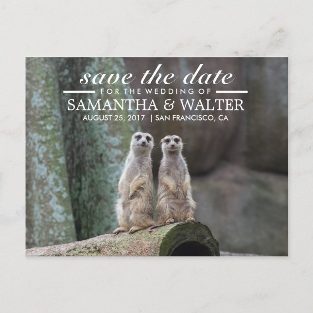 Adorable Meerkats Save The Date Announcement Postcard (Front)