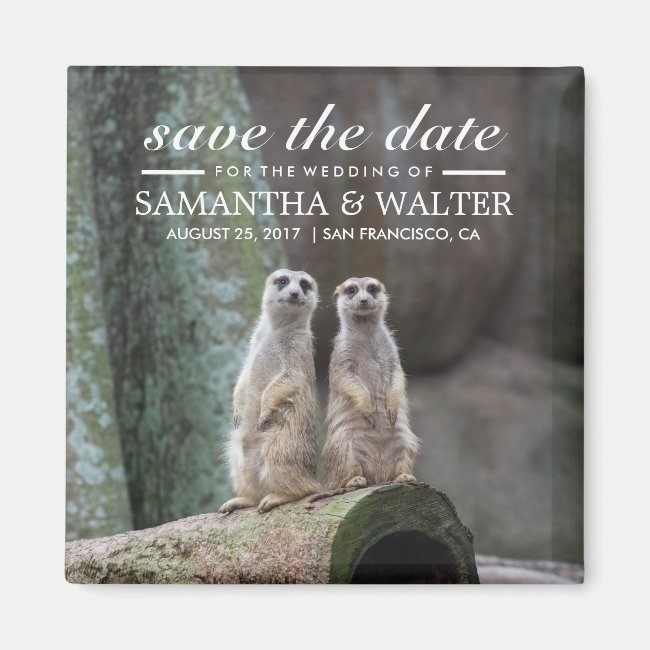 Adorable Meerkats Save The Date