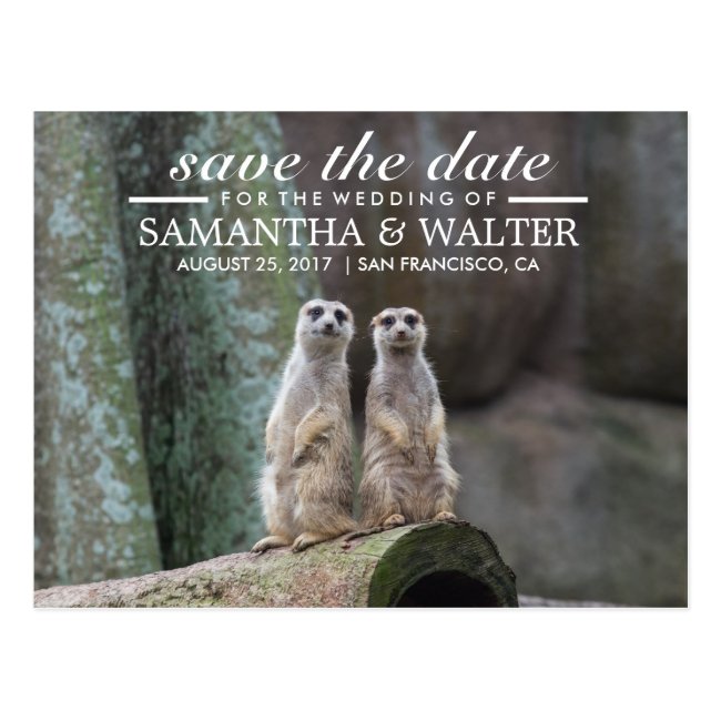 Adorable Meerkats Save The Date