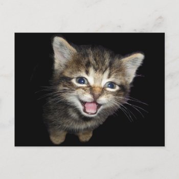 Adorable Meowing Kitten Cat Postcard by PugWiggles at Zazzle