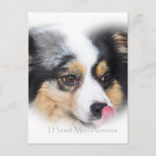 Adorable Mini Aussie Gift Assortment Postcard