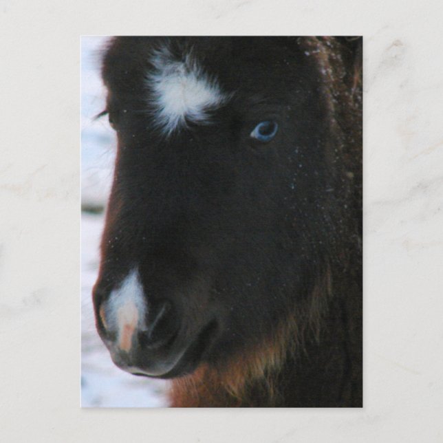 Adorable Mini Horse Filly Postcard (Front)