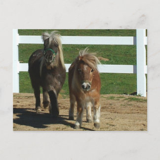 Adorable Miniature Horse Postcard