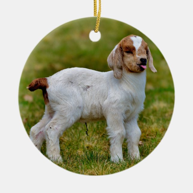 Adorable Newborn Boer Goat Kid Ceramic Ornament (Front)