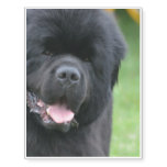 Adorable Newfoundland Temporary Tattoos