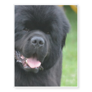 Adorable Newfoundland Temporary Tattoos